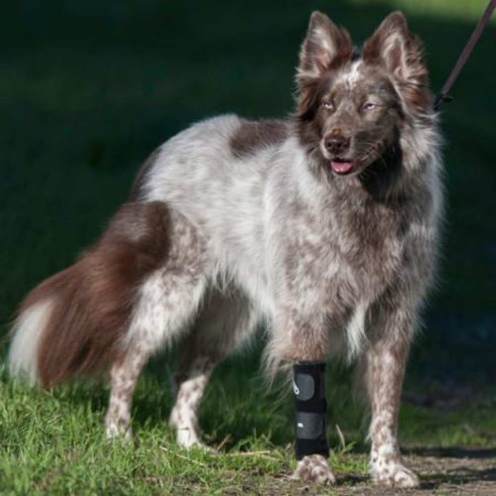 Walkabout Carpal Brace 🐈&🐕